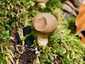 Körtealakú pöfeteg (Lycoperdon pyriforme), Bakony